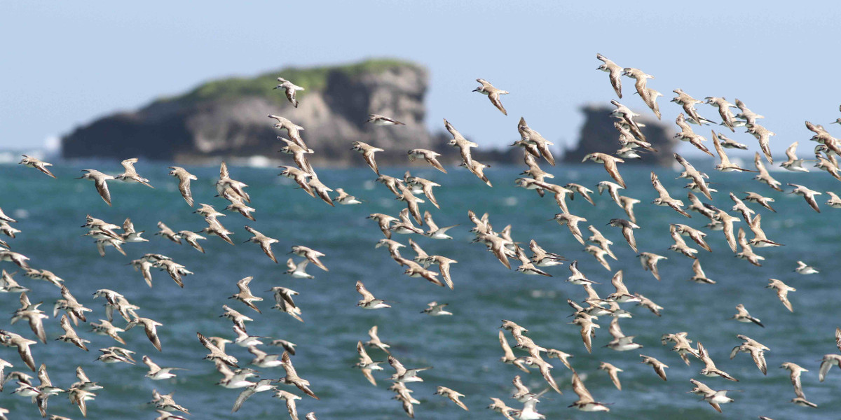 Waders in Kenya. Photo: Ben Porter