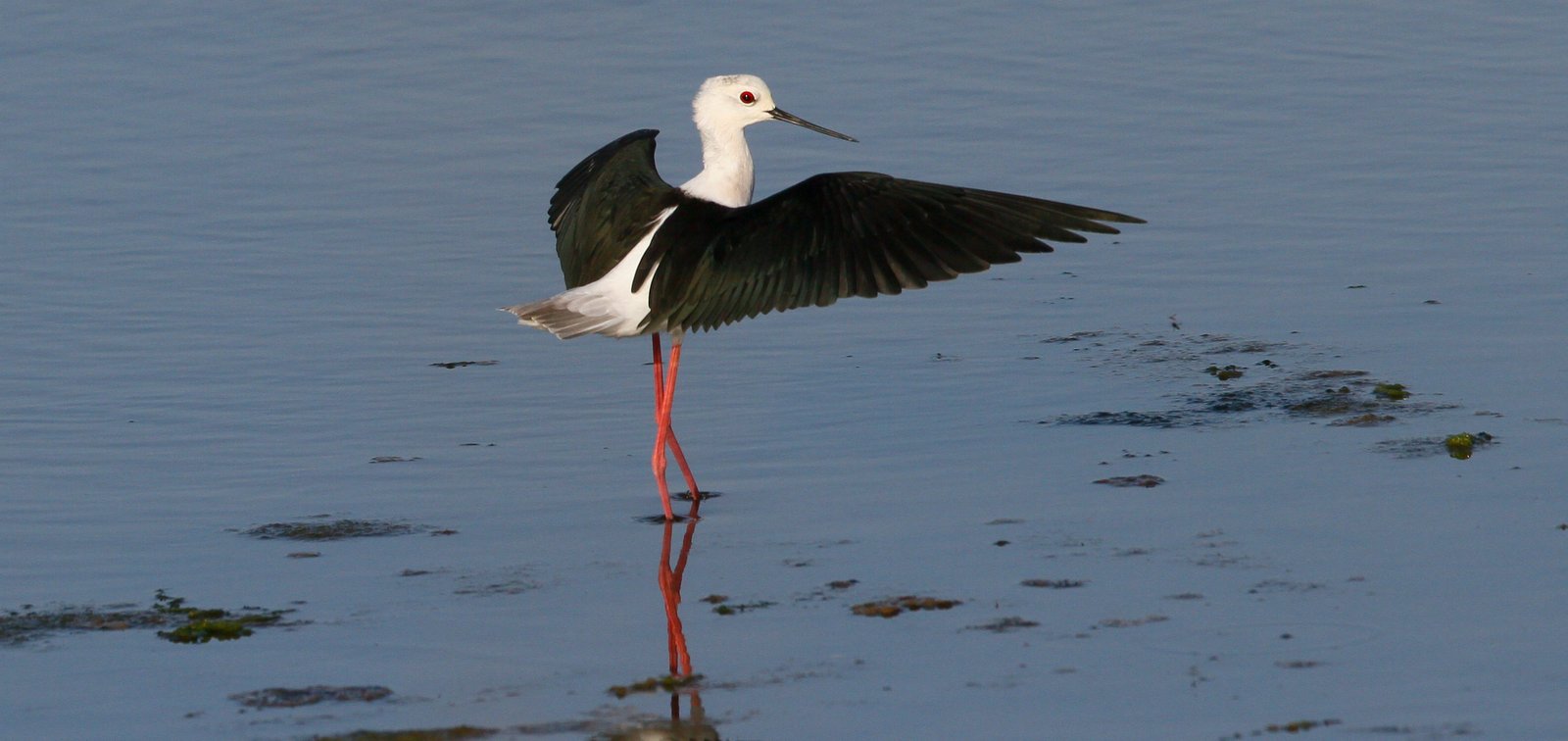 L’échasse blanche (Himantopus himantopus) est l’un des échassiers les plus couramment observés en Algarve. (Ben Porter)