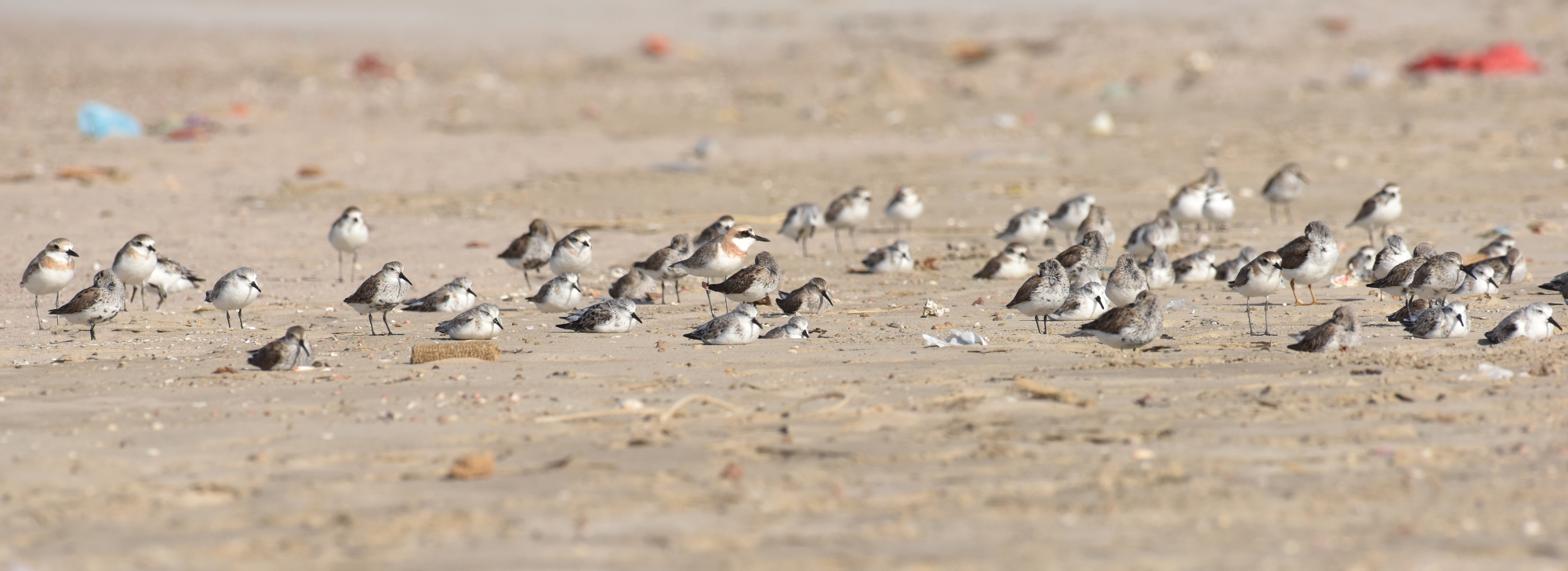 Greater Sand Plover - cropped (Jaysukh Parekh Suman)