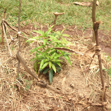 A fruit tree planted by pupils