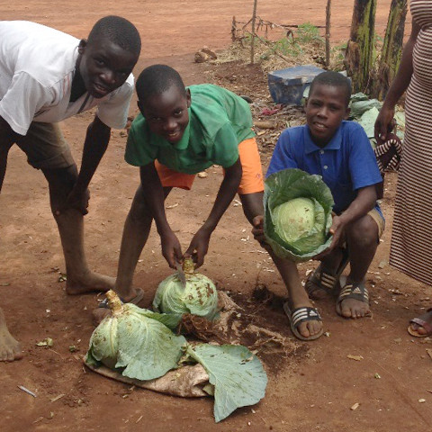 Pupils harvesting cabbages