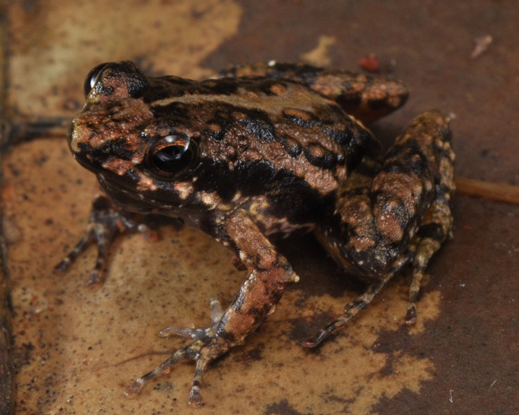 Afia Birago Puddle Frog (Phrynobatrachus afiabirago) can be distinguished by the combination of a slender body, short and pointed snout, a relatively warty dorsum and a black-spotted throat. Holotype photo by Adam Leache.