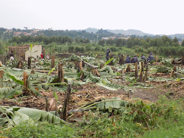 La política medioambiental desplegada durante el ejercicio de restauración (foto: A Rocha Uganda)
