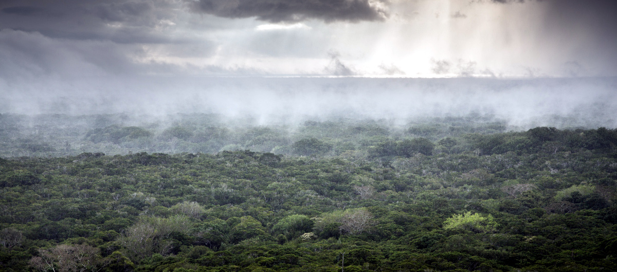 L'océan vu de la forêt… (© Jerome Starkey, utilisé avec permission)