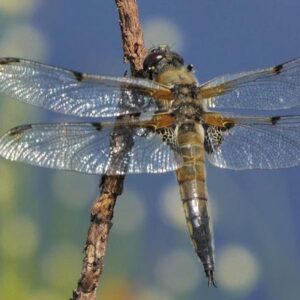 Four-spotted Chaser Dragonfly. Photo: David Chandler