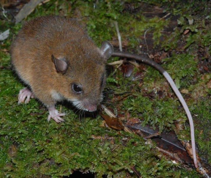 This mouse, captured high in the Nakanai Mountains, is not just a new species, but represents an entirely new genus. (© Stephen Richards / Conservation International)