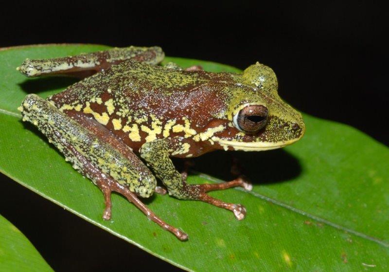 This new species from New Britain, a yellow-spotted frog of the genus Platymantis, belongs to a group which lays their eggs on land, or in trees, where they hatch directly into froglets, without a tadpole stage. (© Stephen Richards / Conservation International)