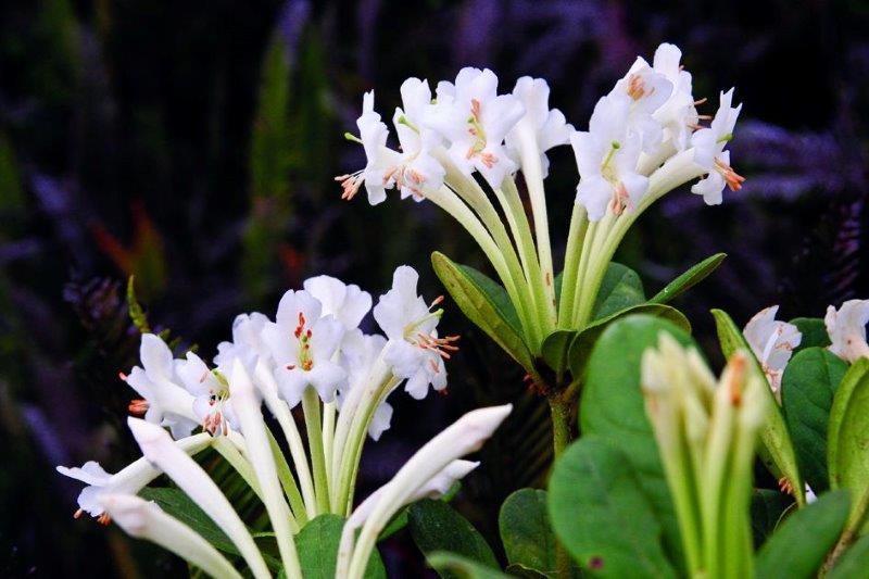 This spectacular rhododendron was found to be abundant in the Muller Range, yet it was completely unknown to the outside world. (© Wayne Takeuchi)