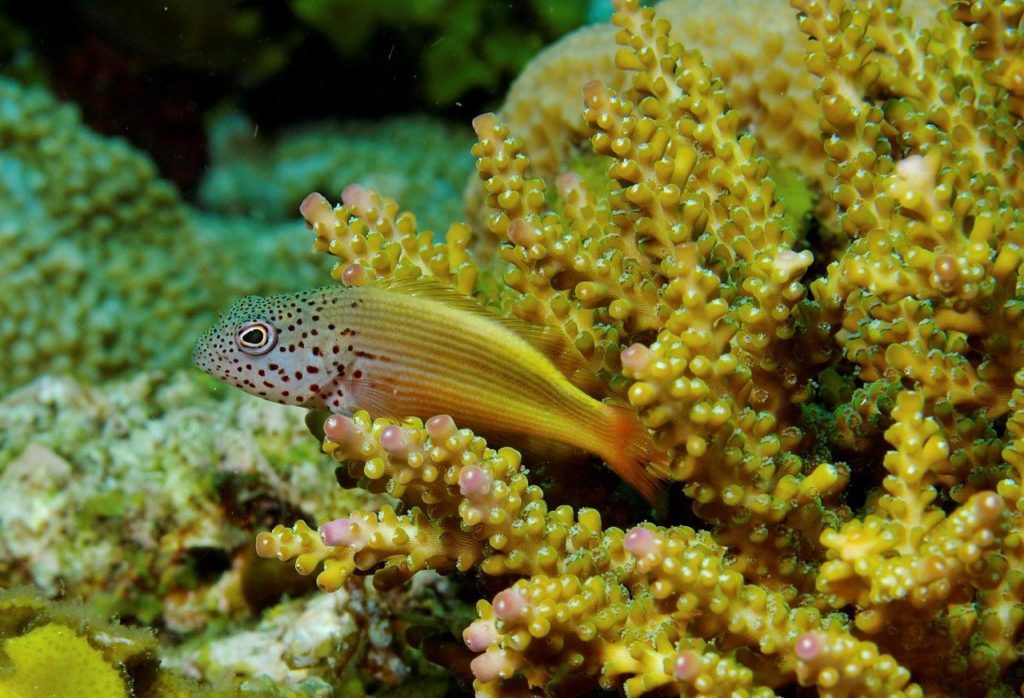 A Rocha estudia distintas especies de peces halcón en el Parque Nacional Marino de Watamu, entre ellas, el Paracirrhites forsteri o pez halcón de cabeza moteada. (Nick Hobgood)