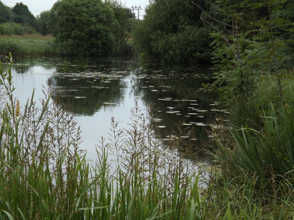 One of the ponds at Foxearth. (Mairi Johnstone)